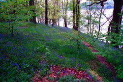 Bluebells on the shore of Windermere. Wallpaper