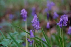 Bluebells on the shore of Windermere. Wallpaper