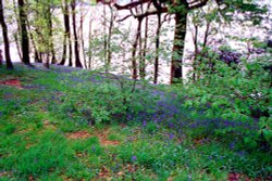 Bluebells on the shore of Windermere.