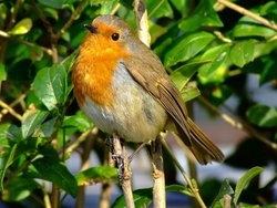 Portchester robin Wallpaper