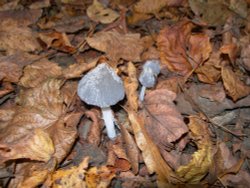 Little fungi trio Wallpaper