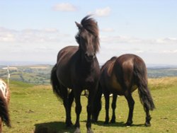 Dartmoor Pony Wallpaper