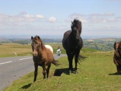 Dartmoor ponies and visitor Wallpaper