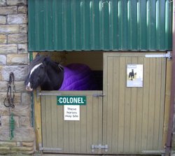 Pit Ponies, National Coal Mining Museum, Wakefield, West Yorkshire Wallpaper