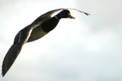 Mallard in Flight. Wallpaper