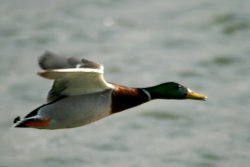 Mallard fly pass. Wallpaper