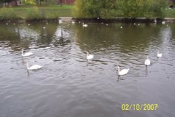 Swans, Exeter, Devon Wallpaper