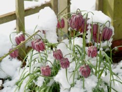 Snake's Head Fritillaries, Steeple Claydon, Bucks. Snow on 6th April 2008. Wallpaper