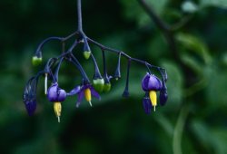 Woody Nightshade, near Steeple Claydon, Bucks Wallpaper