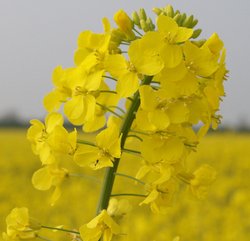 Oilseed rape, near Steeple Claydon, Bucks. Wallpaper