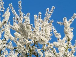 Thornbush flowering, near Steeple Claydon, Bucks. Wallpaper