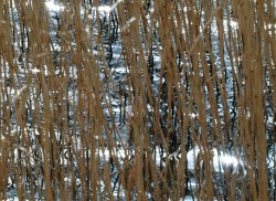 Water and reeds, near Steeple Claydon, Bucks Wallpaper