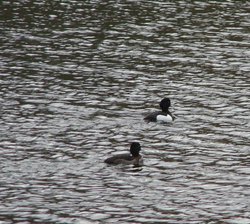 Wildlife, Clumber Country Park, Worksop, Nottinghamshire Wallpaper