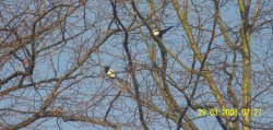 Magpies, Worksop, Nottinghamshire Wallpaper