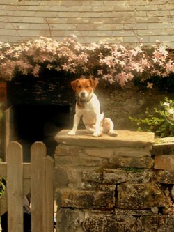 Jack on The Pig Sty Wall