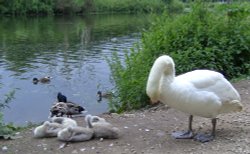 Baby Swans, Clumber Country Park, Worksop, Nottinghamshire Wallpaper