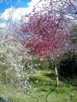 Highdown Gardens trees of many colours