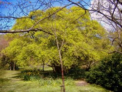 Highdown Gardens  trees of all shapes Wallpaper