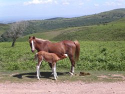 Quantock ponies, Quantock Hills, Somerset Wallpaper