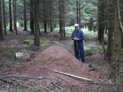 Ants nest, Quantock Hills, Somerset Wallpaper