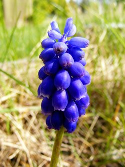 Grape Hyacinth