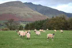 Looking towards Blencathra from the Castlerigg Stone Circle Wallpaper