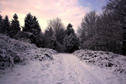 Winter, Flixton, Suffolk