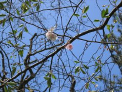 Blossom - Wallingford Castle Gardens Wallpaper