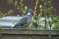 Wood Pidgeon. Wallpaper