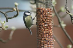 Blue Tit. Wallpaper