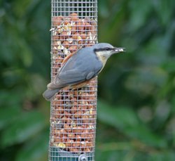 Nuthatch at Gibside. Wallpaper