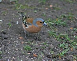 Male Chaffinch at Gibside, Wallpaper