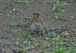 Dunnock or Hedge Sparrow, Gibside. Wallpaper