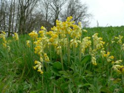 Cowslips Wallpaper