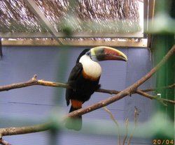 The Jungle Zoo, Cleethorpes, Lincolnshire Wallpaper