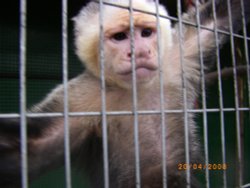 The Jungle Zoo, Cleethorpes, Lincolnshire Wallpaper