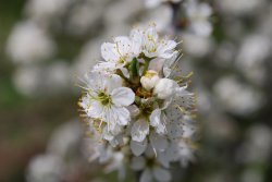 Hawthorn blossom