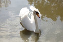 Swan at Slimbridge Wallpaper