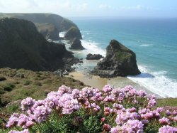 Thrift coming into flower on the clifftop at Bedruthan Steps Wallpaper