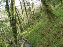 Lydford Gorge in spring green Wallpaper