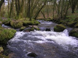 Golitha Falls in spring Wallpaper