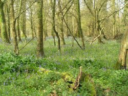 Bluebell wood at Lanhydrock Wallpaper