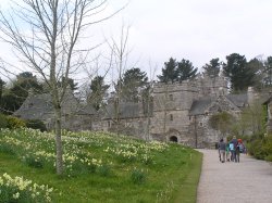 Spring flowers greet the visitor to Cotehele Wallpaper