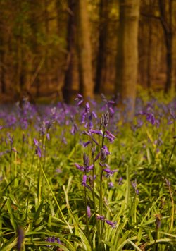 bluebell woods