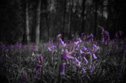 bluebells in a dark forest Wallpaper