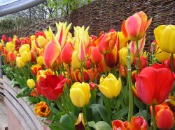 Tulips at Eden Wallpaper