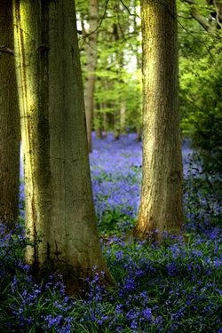 Staffhurst wood, Merle Common