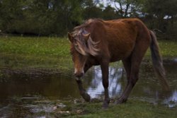 New Forest pony, New Forest, Hampshire Wallpaper