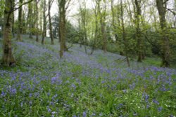 Bluebells, Marles Wood, Dinckley. Wallpaper