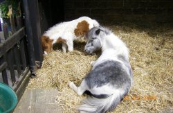 Shetland Ponies Wallpaper